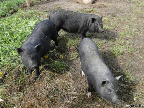 Агроэкотуризм в Асётках