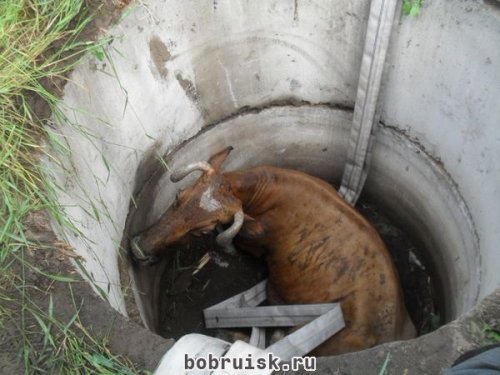 В деревне Брожа под Бобруйском в колодец упала корова