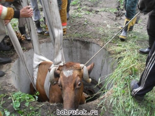 В деревне Брожа под Бобруйском в колодец упала корова