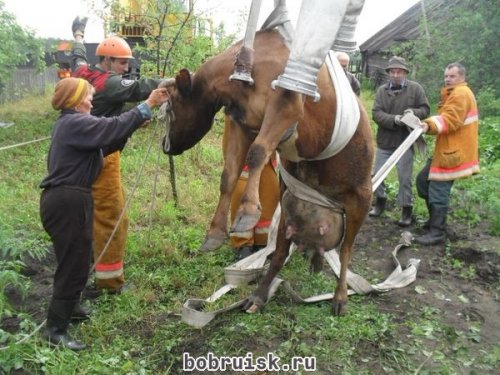 В деревне Брожа под Бобруйском в колодец упала корова