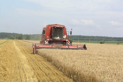 На жніве працуюць… вайскоўцы