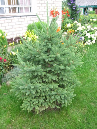 СЯДЗІБА ТУМІЛОВІЧАЎ