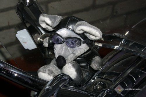 5-й Лидский байк-фестиваль (фото)