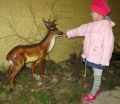 Музей леса в Руднянской школе