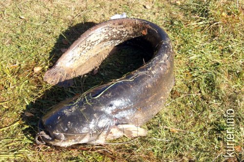 На Рудне прошёл финал Кубка Республики Беларусь по спортивной подводной охоте