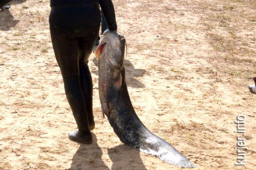 На Рудне прошёл финал Кубка Республики Беларусь по спортивной подводной охоте