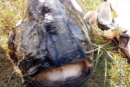 На Рудне прошёл финал Кубка Республики Беларусь по спортивной подводной охоте