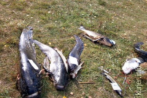 На Рудне прошёл финал Кубка Республики Беларусь по спортивной подводной охоте