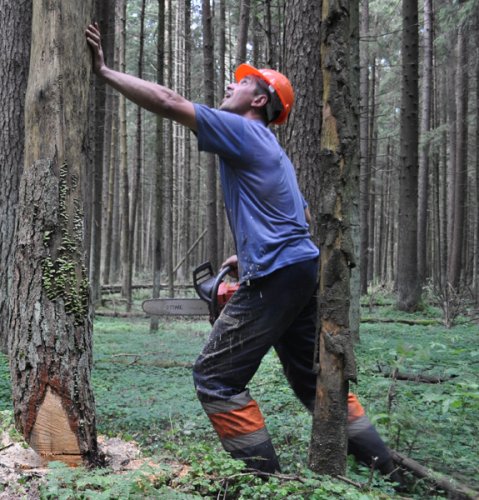 Работники лесного хозяйства встречают профессиональный праздник