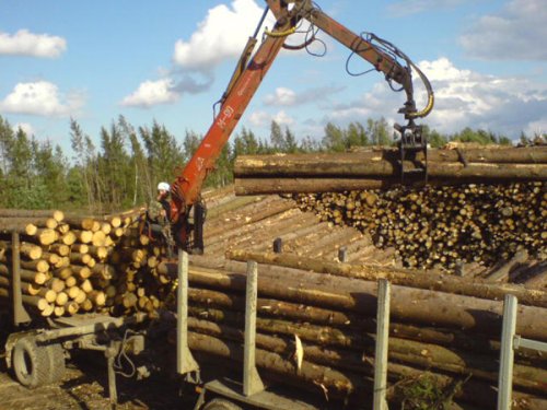 Работники лесного хозяйства встречают профессиональный праздник