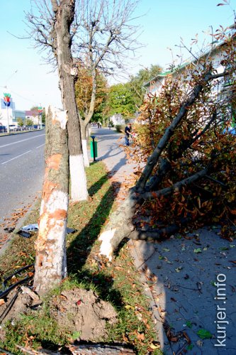 Срубил дерево автомобилем