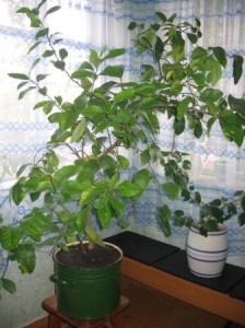 Урадзілі яблыкі, грушы і… лімоны!