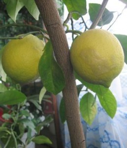 Урадзілі яблыкі, грушы і… лімоны!