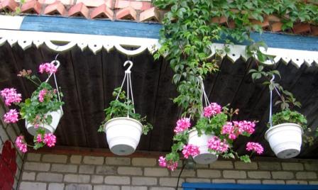 Урадзілі яблыкі, грушы і… лімоны!