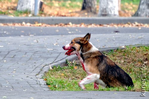 Кровавый пёс