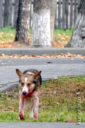 Кровавый пёс