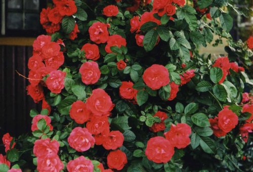 Итог фотоэксперимента слонимчанки — победа в конкурсе