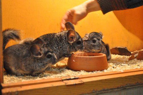 В Слониме поселились экзотические животные (ВИДЕО)