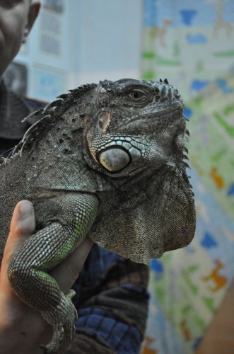 В Слониме поселились экзотические животные (ВИДЕО)