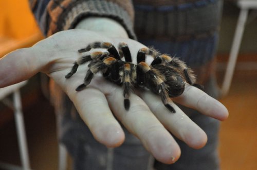 В Слониме поселились экзотические животные (ВИДЕО)