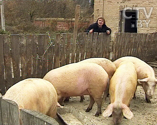 В усадьбе Ястржембских XIX века на Гомельщине живут свиньи (фото) В усадьбе Ястржембских XIX века на Гомельщине живут свиньи (фото)