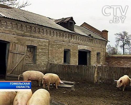 В усадьбе Ястржембских XIX века на Гомельщине живут свиньи (фото) В усадьбе Ястржембских XIX века на Гомельщине живут свиньи (фото)