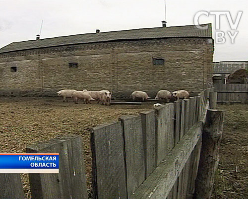 В усадьбе Ястржембских XIX века на Гомельщине живут свиньи (фото) В усадьбе Ястржембских XIX века на Гомельщине живут свиньи (фото)