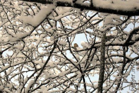 Фото-экспансия. Светлана Шумицкая — декабрь забыл, что он зимний месяц