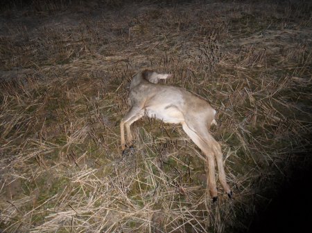 Пятеро за одного