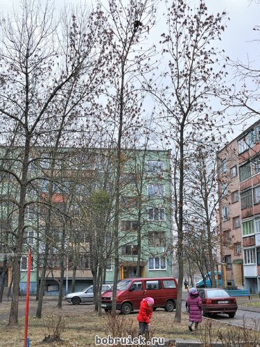 Несчастный котенок 5 дней просидел на дереве (дополнено)