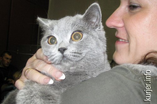 Слуцкий кот Тёма стал звездой выставки