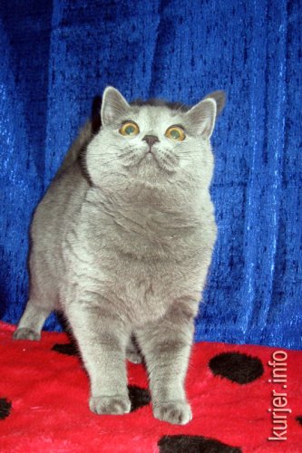 Слуцкий кот Тёма стал звездой выставки