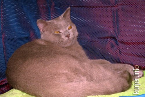 Слуцкий кот Тёма стал звездой выставки