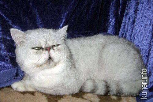 Слуцкий кот Тёма стал звездой выставки