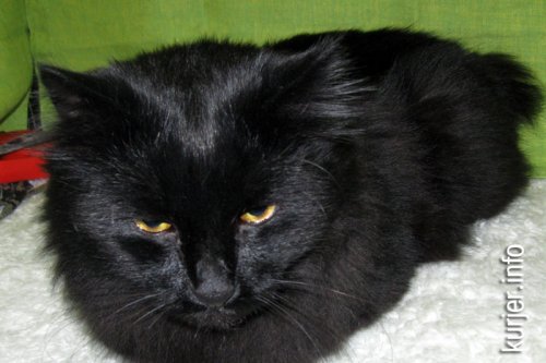 Слуцкий кот Тёма стал звездой выставки