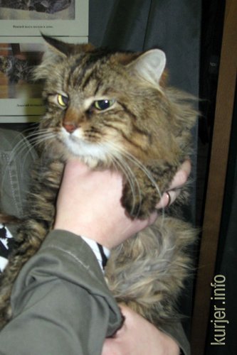 Слуцкий кот Тёма стал звездой выставки