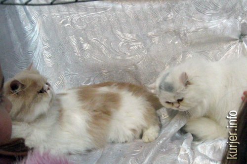 Слуцкий кот Тёма стал звездой выставки