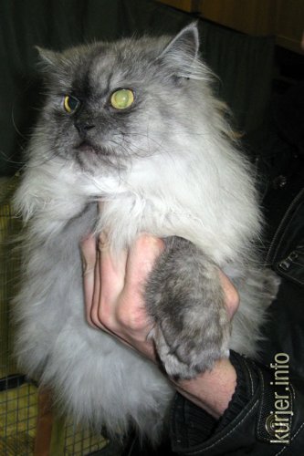 Слуцкий кот Тёма стал звездой выставки