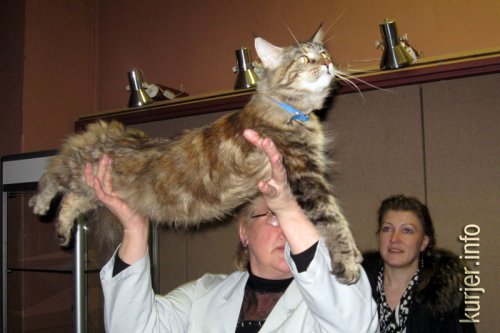 Слуцкий кот Тёма стал звездой выставки