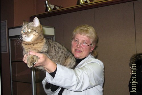 Слуцкий кот Тёма стал звездой выставки