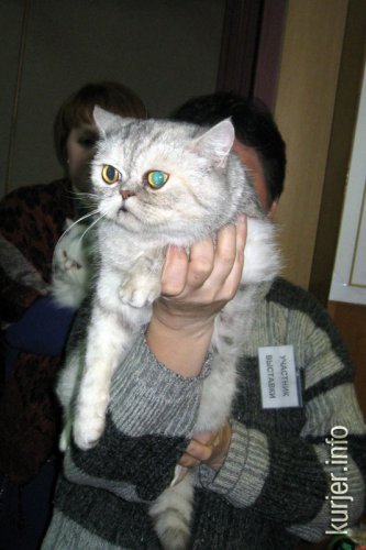 Слуцкий кот Тёма стал звездой выставки