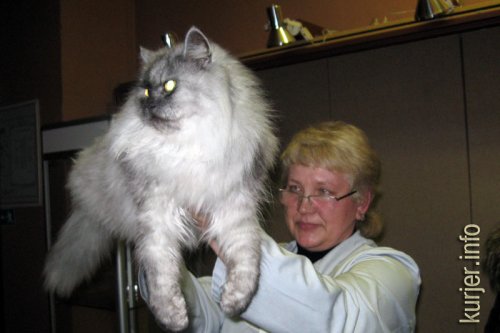 Слуцкий кот Тёма стал звездой выставки