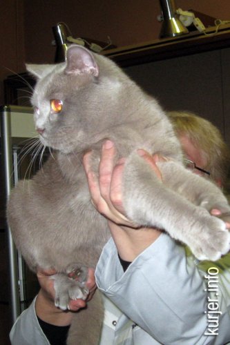 Слуцкий кот Тёма стал звездой выставки