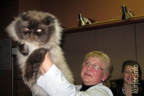 Слуцкий кот Тёма стал звездой выставки