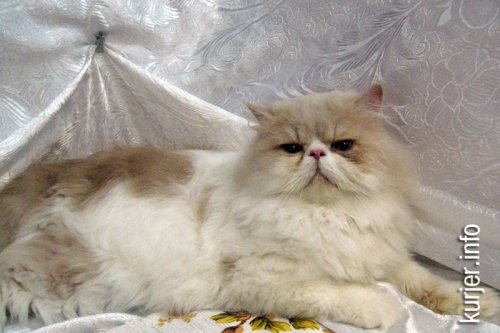 Слуцкий кот Тёма стал звездой выставки