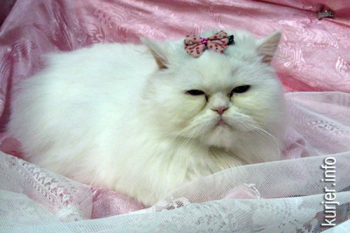 Слуцкий кот Тёма стал звездой выставки