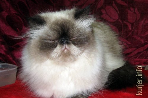 Слуцкий кот Тёма стал звездой выставки