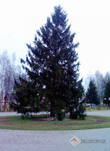 В городском парке установили елку (фото)