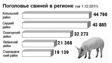 Самые многочисленные стада коров и свиней на Случчине и Копыльщине