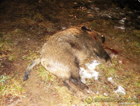 Ночной охотник